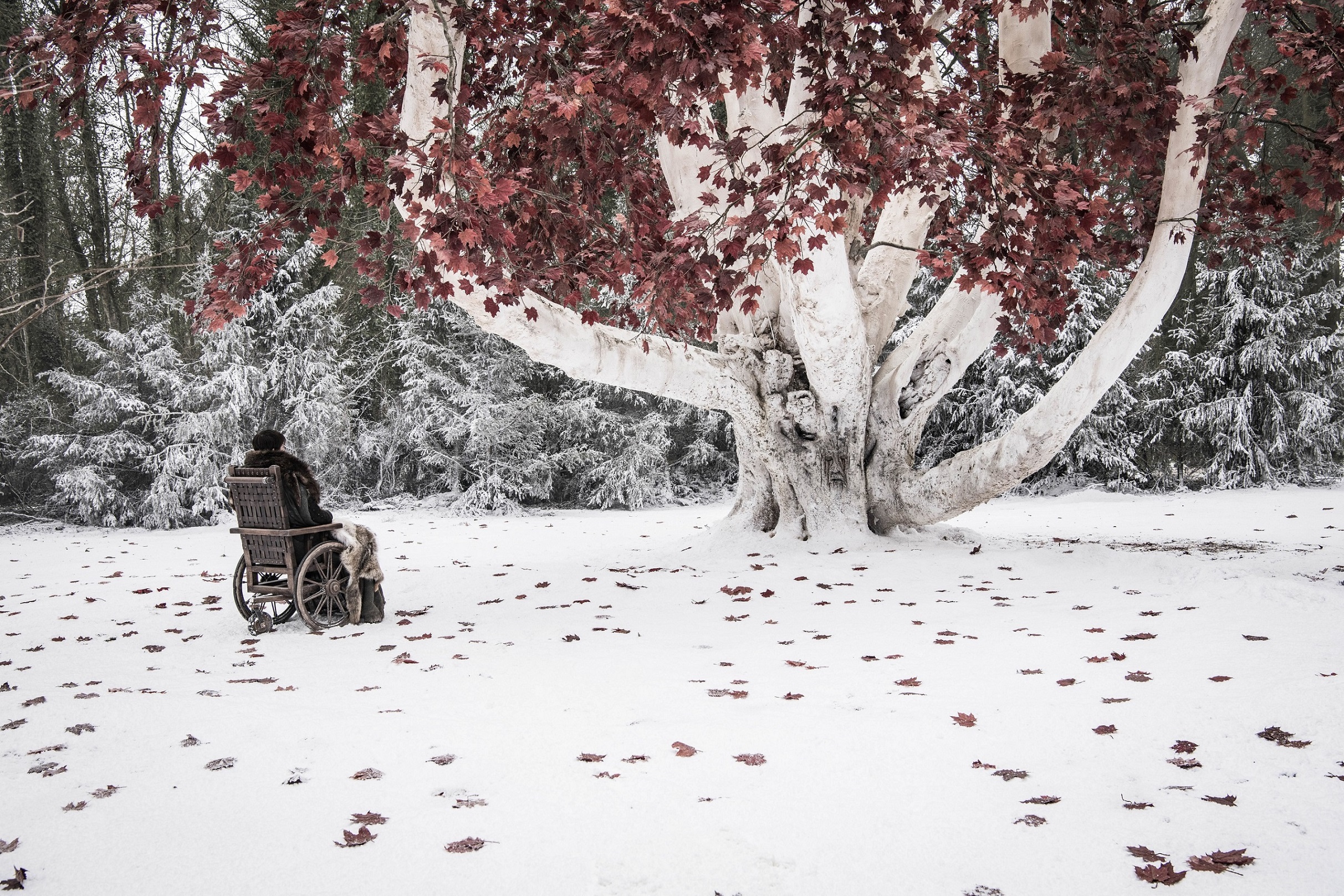 Bran has a talk with his weirwood tree friend. Photo: Helen Sloan / HBO